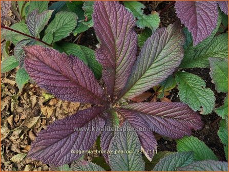 Rodgersia &amp;#39;Bronze Peacock&amp;#39; | Schout-bij-nacht, Kijkblad | Schaublatt