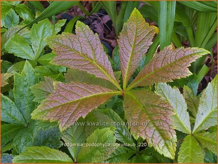 Rodgersia podophylla &#039;Braunlaub&#039; | Schout-bij-nacht, Kijkblad | Gestieltbl&auml;ttriges Schaublatt