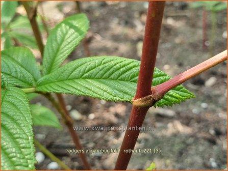 Rodgersia sambucifolia &#039;Rothaut&#039; | Schout-bij-nacht, Kijkblad | Holunderbl&auml;ttriges Schaublatt | Rodger&#039;s Flower