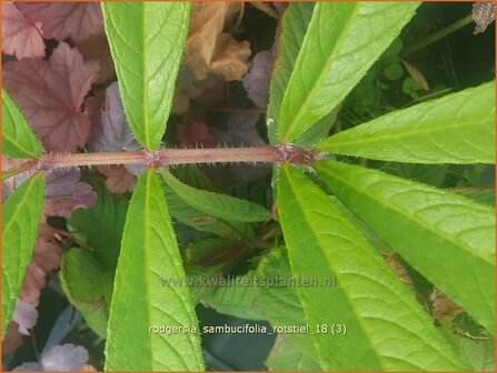 Rodgersia sambucifolia &amp;#39;Rotstiel&amp;#39; | Schout-bij-nacht, Kijkblad | Holunderbl&auml;ttriges Schaublatt