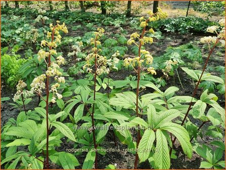 Rodgersia sambucifolia &amp;#39;Rotstiel&amp;#39; | Schout-bij-nacht, Kijkblad | Holunderbl&auml;ttriges Schaublatt