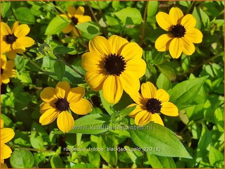 Rudbeckia triloba &amp;#39;Blackjack Gold&amp;#39;