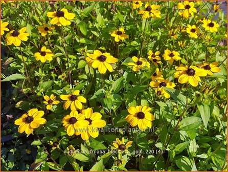 Rudbeckia triloba &amp;#39;Blackjack Gold&amp;#39; | Zonnehoed | Dreilappiger Sonnenhut