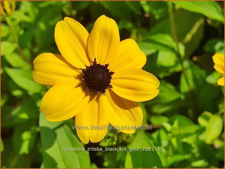 Rudbeckia triloba &amp;#39;Blackjack Gold&amp;#39; | Zonnehoed | Dreilappiger Sonnenhut