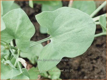 Rumex scutatus &#39;Silver Leaf&#39; | Spaanse zuring, Zuring | Schild-Ampfer