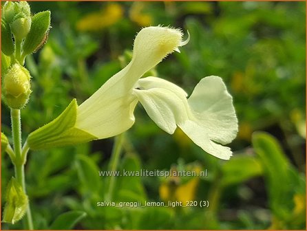 Salvia greggii &#039;Lemon Light&#039; | Herfstsalie, Salie, Salvia | Herbst-Strauch-Salbei | Autumn Sage