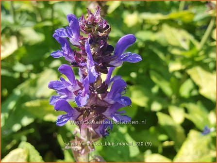 Salvia nemorosa &amp;#39;Blue Marvel&amp;#39; | Bossalie, Salie, Salvia | Steppensalbei