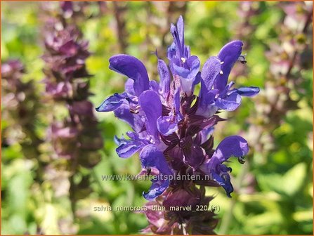 Salvia nemorosa &amp;#39;Blue Marvel&amp;#39; | Bossalie, Salie, Salvia | Steppensalbei