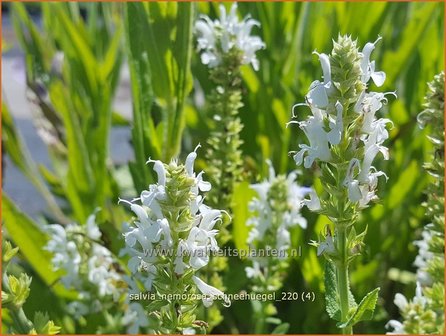 Salvia nemorosa &amp;#39;Schneeh&uuml;gel&amp;#39; | Bossalie, Salie, Salvia | Steppensalbei