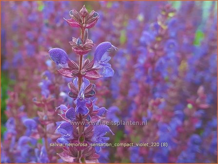Salvia nemorosa &#039;Sensation Compact Violet&#039; | Bossalie, Salie, Salvia | Steppensalbei