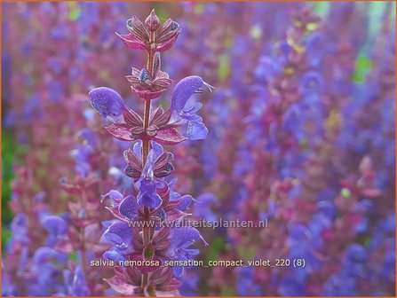 Salvia nemorosa &#039;Sensation Compact Violet&#039; | Bossalie, Salie, Salvia | Steppensalbei