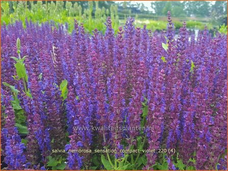 Salvia nemorosa &#039;Sensation Compact Violet&#039; | Bossalie, Salie, Salvia | Steppensalbei