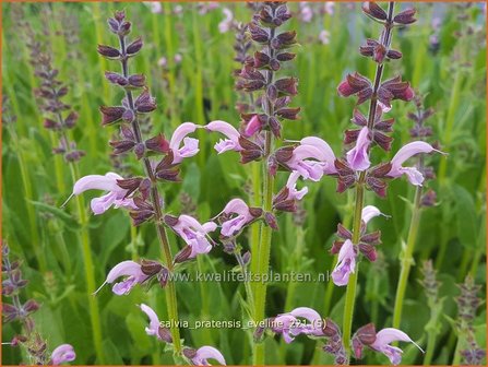 Salvia pratensis &amp;#39;Eveline&amp;#39; | Veldsalie, Salie, Salvia | Wiesen-Salbei