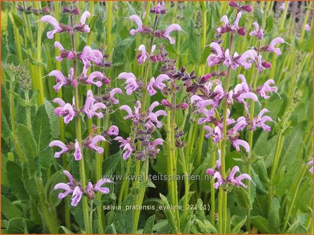 Salvia pratensis &amp;#39;Eveline&amp;#39; | Veldsalie, Salie, Salvia | Wiesen-Salbei