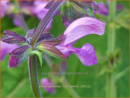 Salvia pratensis &#39;Lilac Lipstick&#39; | Veldsalie, Salie, Salvia | Wiesen-Salbei