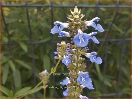 Salvia uliginosa | Moerassalie, Salie, Salvia | Moor-Salbei | Bog Sage