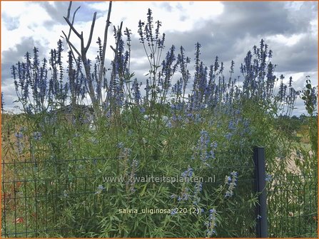 Salvia uliginosa | Moerassalie, Salie, Salvia | Moor-Salbei | Bog Sage