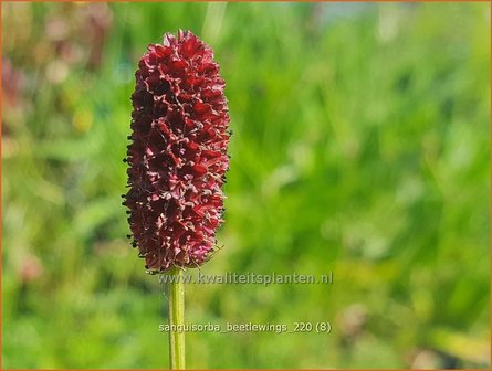 Sanguisorba &amp;#39;Beetlewings&amp;#39; | Pimpernel, Sorbenkruid | Wiesenknopf