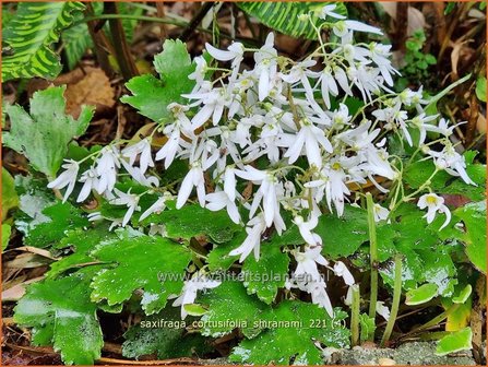 Saxifraga cortusifolia &amp;#39;Shiranami&amp;#39; | Herfststeenbreek, Steenbreek | Herbst-Steinbrech