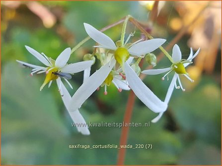 Saxifraga cortusifolia 'Wada' | Herfststeenbreek, Steenbreek | Herbst-Steinbrech