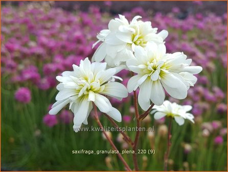 Saxifraga granulata &#039;Plena&#039; | Haarlems klokkenspel, Knolsteenbreek, Steenbreek | Kn&ouml;llchen-Steinbrech