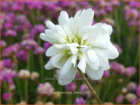 Saxifraga granulata &#039;Plena&#039; | Haarlems klokkenspel, Knolsteenbreek, Steenbreek | Kn&ouml;llchen-Steinbrech