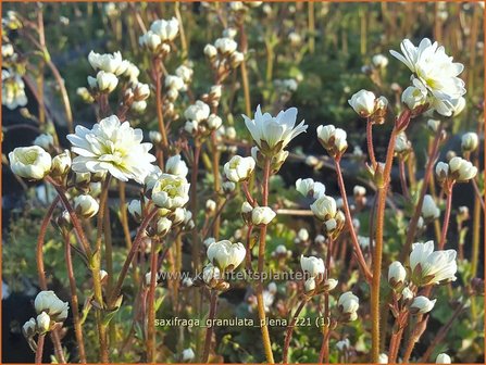 Saxifraga granulata &#039;Plena&#039; | Haarlems klokkenspel, Knolsteenbreek, Steenbreek | Kn&ouml;llchen-Steinbrech