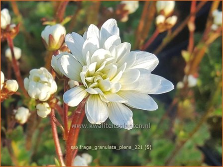 Saxifraga granulata &#039;Plena&#039; | Haarlems klokkenspel, Knolsteenbreek, Steenbreek | Kn&ouml;llchen-Steinbrech