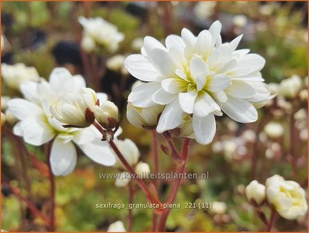 Saxifraga granulata &#039;Plena&#039; | Haarlems klokkenspel, Knolsteenbreek, Steenbreek | Kn&ouml;llchen-Steinbrech