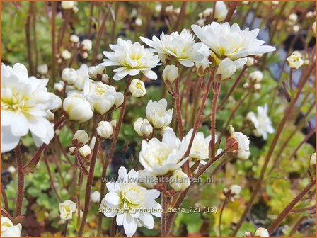 Saxifraga granulata &#039;Plena&#039; | Haarlems klokkenspel, Knolsteenbreek, Steenbreek | Kn&ouml;llchen-Steinbrech