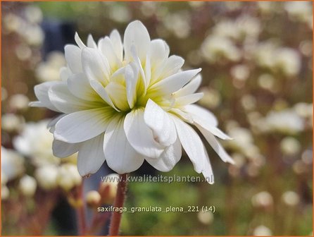 Saxifraga granulata &#039;Plena&#039; | Haarlems klokkenspel, Knolsteenbreek, Steenbreek | Kn&ouml;llchen-Steinbrech