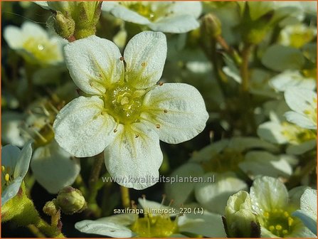 Saxifraga &amp;#39;Limerock&amp;#39;