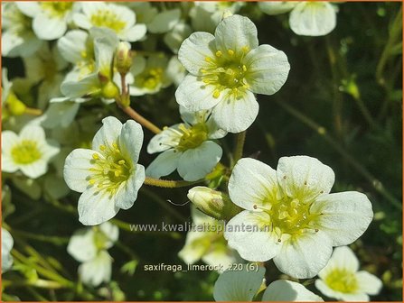 Saxifraga &amp;#39;Limerock&amp;#39; | Mossteenbreek, Steenbreek | Moos-Steinbrech