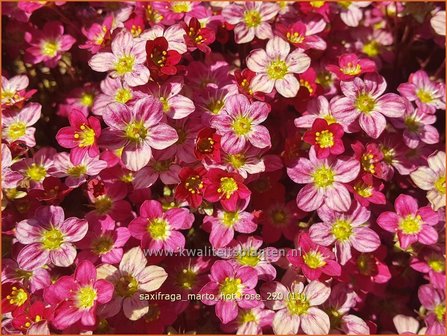 Saxifraga &amp;#39;Marto Hot Rose&amp;#39; | Mossteenbreek, Steenbreek | Moos-Steinbrech