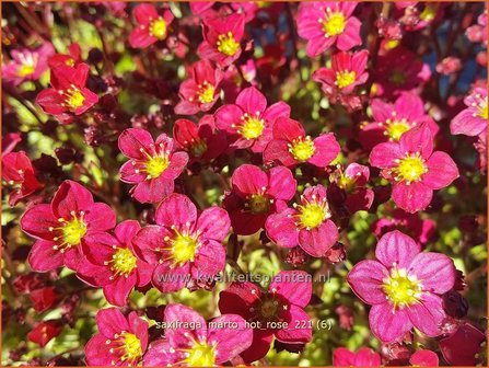 Saxifraga &amp;#39;Marto Hot Rose&amp;#39; | Mossteenbreek, Steenbreek | Moos-Steinbrech