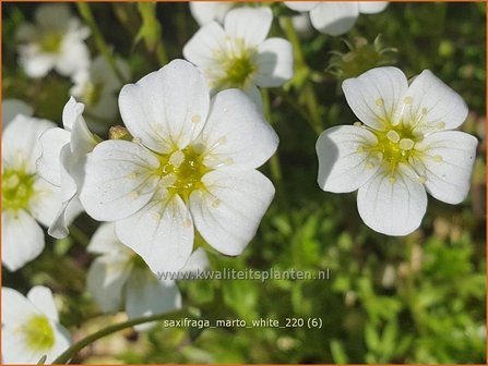 Saxifraga &#039;Marto White&#039; | Mossteenbreek, Steenbreek | Moos-Steinbrech