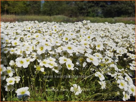 Saxifraga &#039;Marto White&#039; | Mossteenbreek, Steenbreek | Moos-Steinbrech