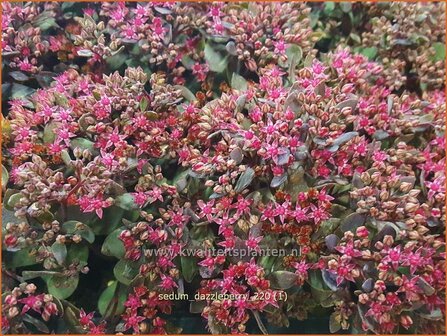 Sedum &amp;#39;Dazzleberry&amp;#39; | Vetkruid | Fettblatt