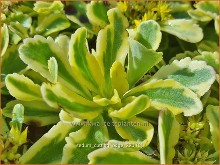 Sedum ellacombianum &#039;Cutting Edge&#039; | Kamtsjatka vetkruid, Russische muurpeper, Vetkruid | Kamtschatka-Fettblatt