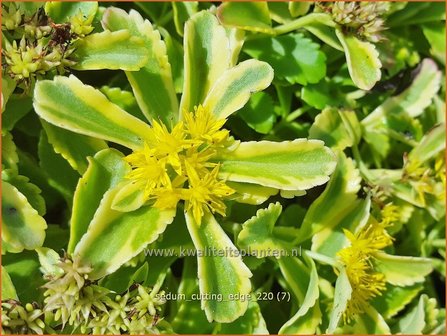 Sedum ellacombianum &#039;Cutting Edge&#039; | Kamtsjatka vetkruid, Russische muurpeper, Vetkruid | Kamtschatka-Fettblatt