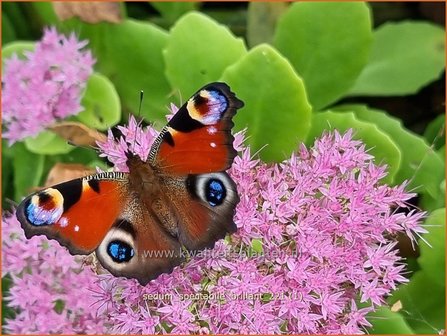 Sedum spectabile &amp;#39;Brillant&amp;#39; | Hemelsleutel, Vetkruid | Ansehnliches Fettblatt