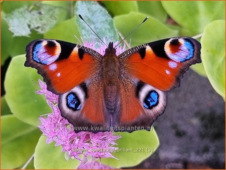 Sedum spectabile &amp;#39;Brillant&amp;#39; | Hemelsleutel, Vetkruid | Ansehnliches Fettblatt