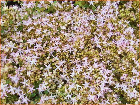 Sedum &amp;#39;Thundercloud&amp;#39; | Hemelsleutel, Vetkruid | Fettblatt