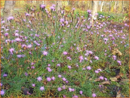 Serratula seoanei | Zaagblad | S&uuml;dliche Zwerg-Scharte