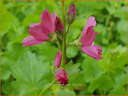 Sidalcea &#39;Wine Red&#39; | Griekse malva, Prairiemalva | Präriemalve