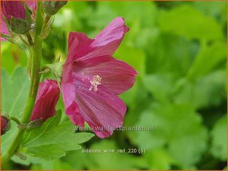 Sidalcea &#39;Wine Red&#39; | Griekse malva, Prairiemalva | Präriemalve