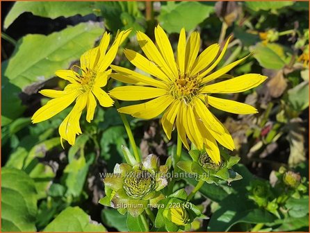 Silphium &amp;#39;Maya&amp;#39; | Zonnekroon | Durchwachsene Silphie