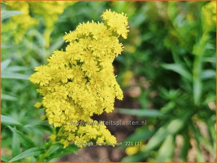 Solidago &amp;#39;Little Lemon&amp;#39; | Guldenroede | Goldrute