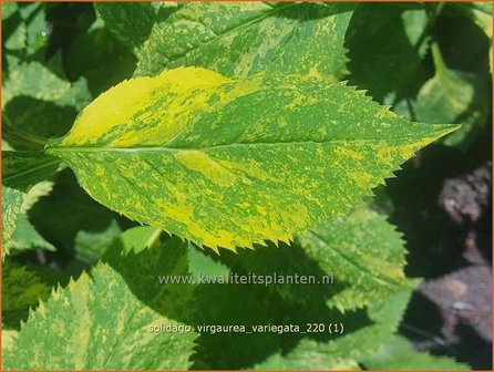 Solidago virgaurea &amp;#39;Variegata&amp;#39; | Echte guldenroede, Guldenroede | Gemeine Goldrute