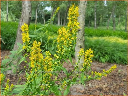 Solidago virgaurea &amp;#39;Variegata&amp;#39; | Echte guldenroede, Guldenroede | Gemeine Goldrute